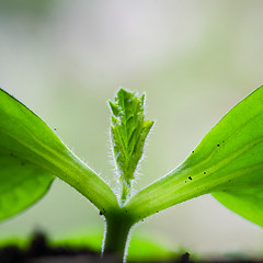 Image showing Young sprouts vegetable marrow in the spring time, close-up