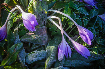 Image showing  Crocuses in the frost, close-up