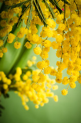 Image showing Mimosa flowers, close-up