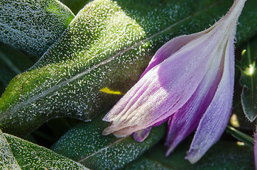 Image showing  Crocuses in the frost, close-up