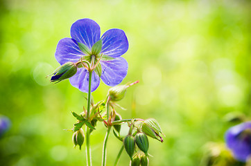 Image showing Flax flowers close up on the field