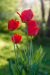 Image showing Red tulips in the garden, backlight