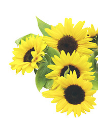 Image showing Sunflowers with Leafs