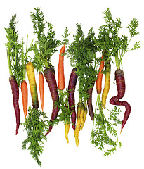 Image showing Fresh Colorful Carrots