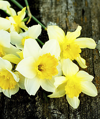 Image showing Spring Yellow Daffodils 