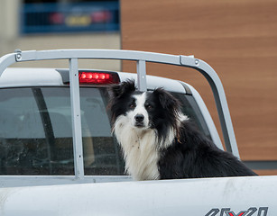 Image showing Border Collie Dog in Pickup Truck