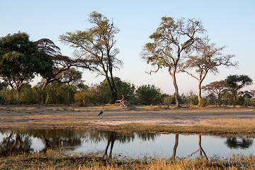 Image showing Botswana Watering Hole