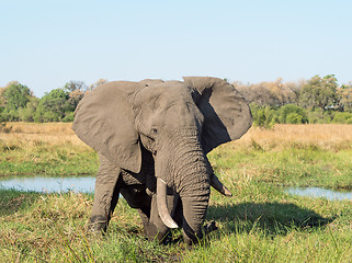 Image showing African Elephant in Botswana