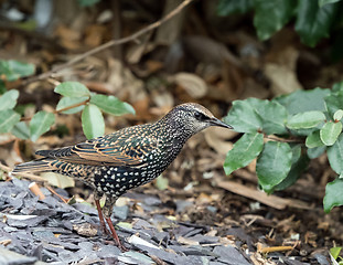 Image showing European Starling in Winter Plumage