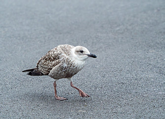 Image showing Herring Gull Juvenile