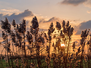Image showing Sunset at Pevensey Levels