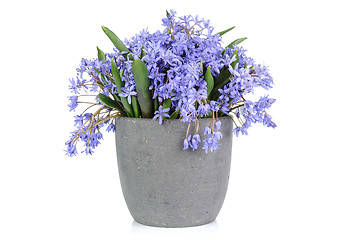 Image showing Fresh bluebell flowers isolated on white background