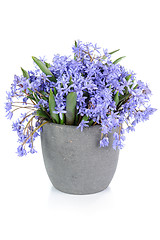 Image showing Fresh bluebell flowers isolated on white background