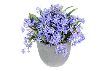 Image showing Fresh bluebell flowers isolated on white background