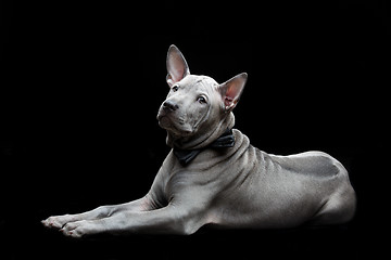 Image showing Thai ridgeback puppy