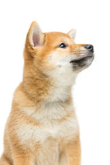 Image showing Beautiful shiba inu puppy isolated on white