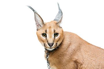 Image showing Beautiful caracal lynx isolated on white