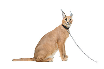 Image showing Beautiful caracal lynx isolated on white