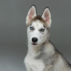 Image showing Cute husky puppy dog