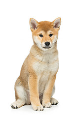 Image showing Beautiful shiba inu puppy isolated on white