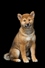 Image showing Beautiful shiba inu puppy 