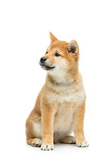 Image showing Beautiful shiba inu puppy isolated on white