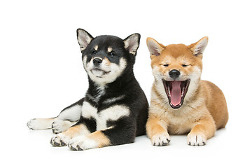 Image showing Beautiful shiba inu puppies isolated on white