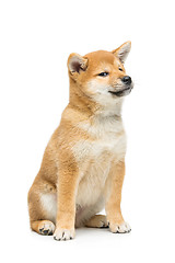 Image showing Beautiful shiba inu puppy isolated on white