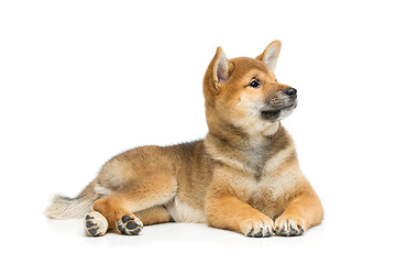 Image showing Beautiful shiba inu puppy isolated on white