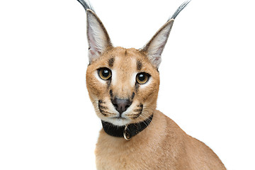 Image showing Beautiful caracal lynx isolated on white