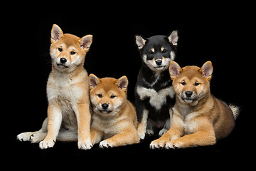 Image showing Beautiful shiba inu puppies