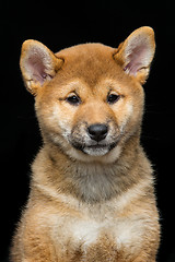 Image showing Beautiful shiba inu puppy 