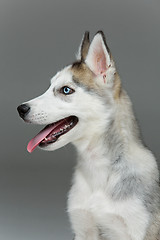 Image showing Cute husky puppy dog