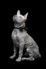 Image showing Thai ridgeback puppy