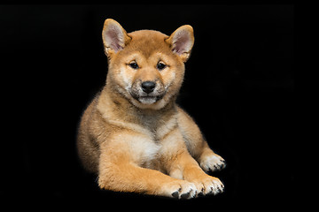 Image showing Beautiful shiba inu puppy 