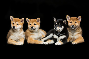 Image showing Beautiful shiba inu puppies