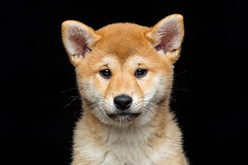 Image showing Beautiful shiba inu puppy 