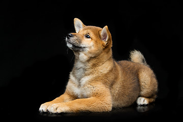 Image showing Beautiful shiba inu puppy 