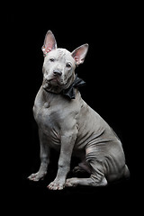 Image showing Thai ridgeback puppy