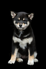 Image showing Beautiful shiba inu puppy 