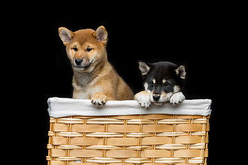 Image showing Beautiful shiba inu puppies in basket