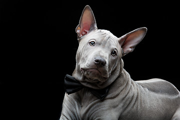 Image showing Thai ridgeback puppy