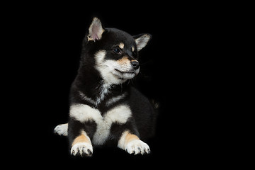 Image showing Beautiful shiba inu puppy 