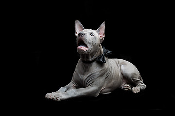 Image showing Thai ridgeback puppy