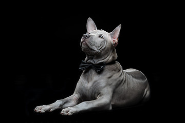 Image showing Thai ridgeback puppy