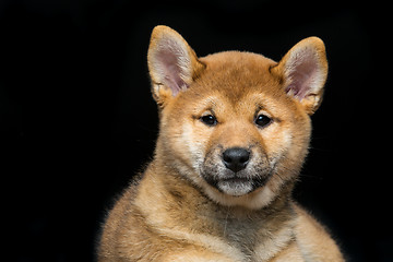 Image showing Beautiful shiba inu puppy 