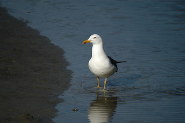 Image showing Sea gull_20.04.2005