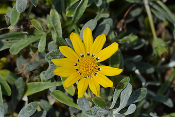 Image showing Treasure flower