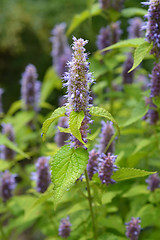 Image showing Anise hyssop Golden Jubilee