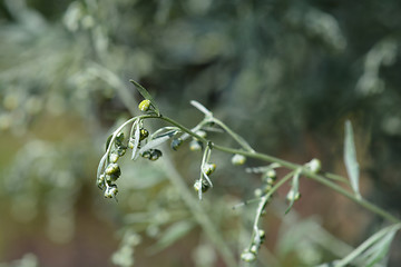 Image showing Common wormwood